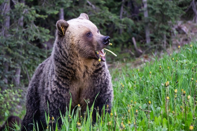 Madre Grizzly Bear sta mangiando erbacce ed erba nella natura