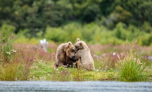 Madre orso bruno con un cucciolo stanno giocando sulla riva del lago