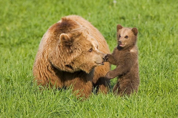 Madre orso bruno europeo con cucciolo Ursus arctos