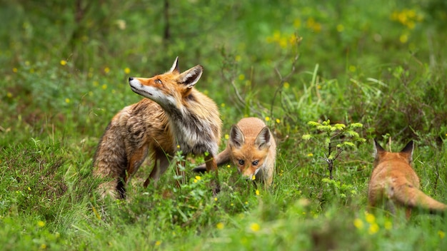 Madre protettiva della volpe rossa che la custodice giocando cuccioli sulla radura verde in natura