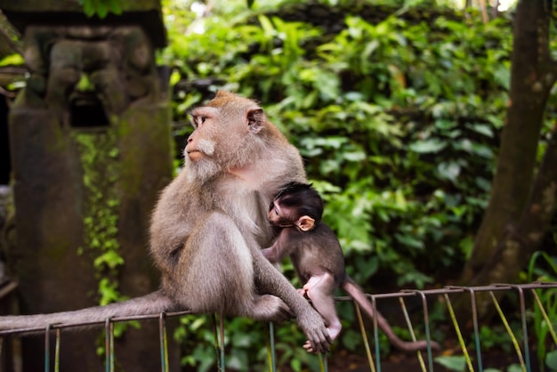 Madre scimmia con il suo neonato nella foresta delle scimmie a Bali Indonesia