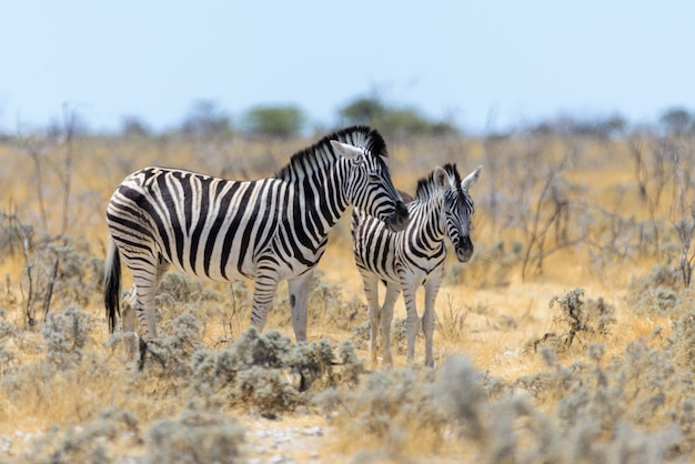 Madre selvaggia della zebra con il cucciolo che cammina nella savanna africana