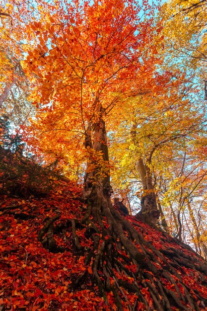 Maestosa foresta colorata con raggi di sole. Foglie autunnali luminose. Carpazi, Ucraina, Europa. Il mondo della bellezza