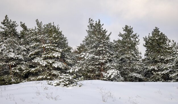 Maestosi abeti bianchi, ricoperti di brina e neve, che brillano alla luce del sole. Scena invernale pittoresca e meravigliosa. Tonalità blu. Buon Anno! Il mondo della bellezza.