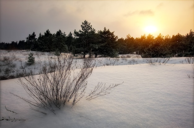 Maestosi abeti bianchi, ricoperti di brina e neve, che brillano alla luce del sole. Scena invernale pittoresca e meravigliosa.