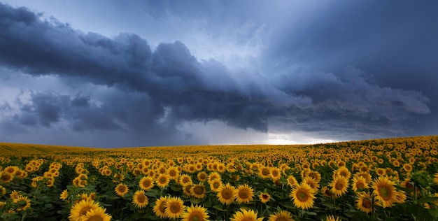 Maestosi girasoli al tramonto che combattono la tempesta in avvicinamento