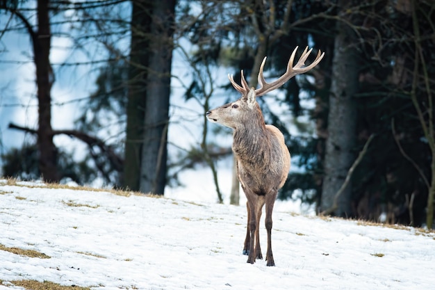 Maestoso cervo rosso che osserva nella natura invernale della foresta