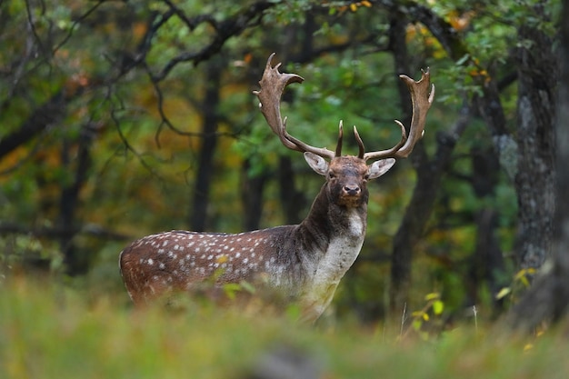 Maestoso daino cervo in piedi nella foresta in autunno.