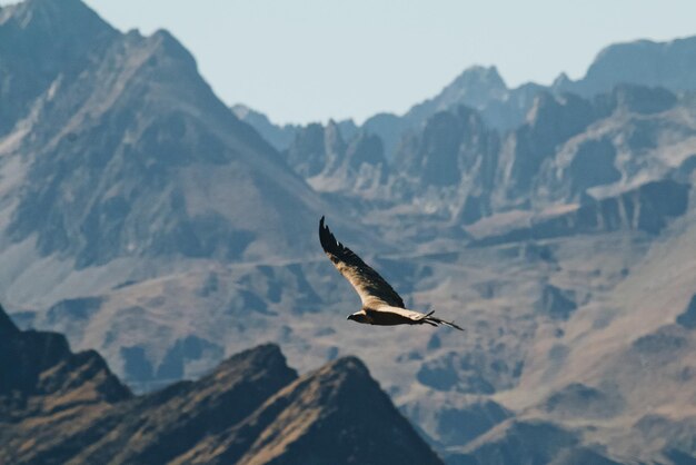 Maestoso falco che vola in alto sopra le montagne rocciose all'alba