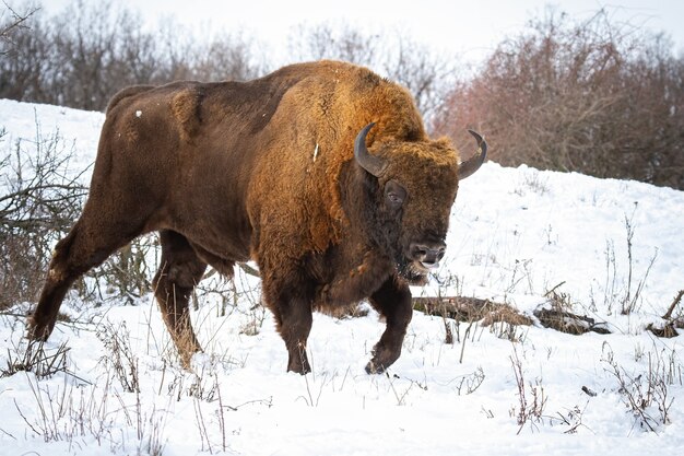 Maestoso maschio di bisonte europeo che mostra la lingua in condizioni meteorologiche invernali