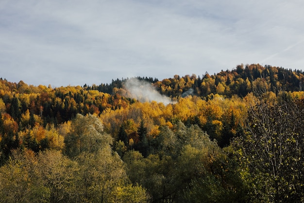 Maestoso paesaggio con alberi d'autunno nella foresta. Paesaggio autunnale con foresta colorata.