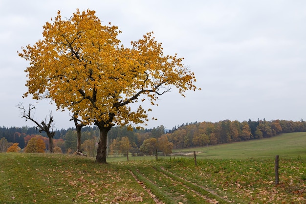 Maestoso paesaggio con foglie autunnali nella foresta