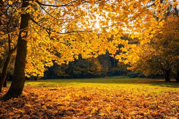 Maestoso paesaggio naturale, tenui colori pastello, sfondo autunnale del tramonto della natura da sogno. Campo forestale