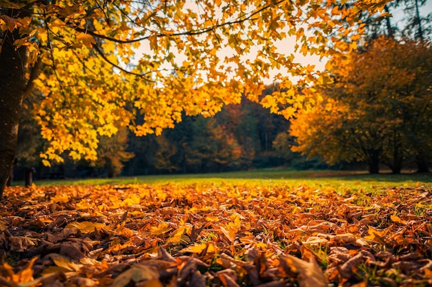 Maestoso paesaggio naturale, tenui colori pastello, sfondo autunnale del tramonto della natura da sogno. Campo forestale