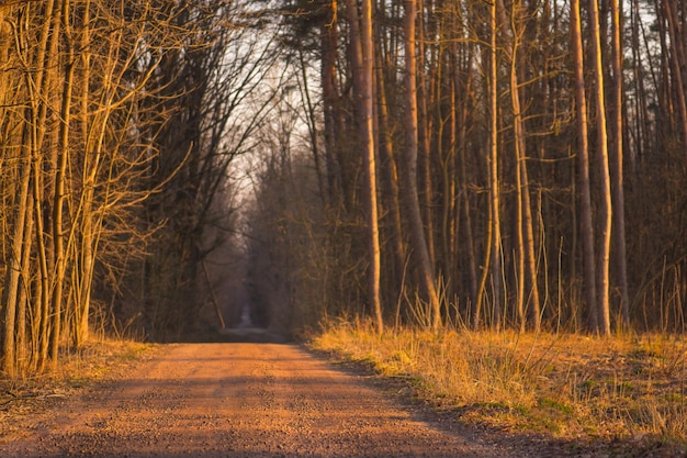 Maestoso scenario rurale autunnale Foglie che cadono sulla foresta autunnale