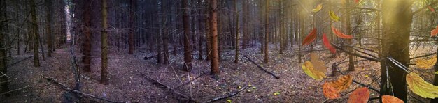 Maestoso striscione panoramico della foresta autunnale densa e scura. Foto di grande formato strana foresta oscura nebbiosa.