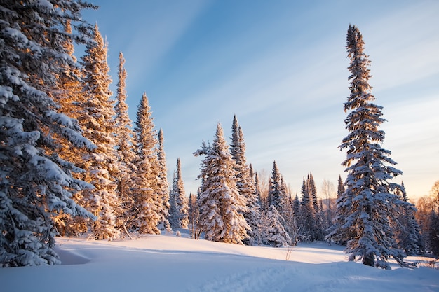 maestoso tramonto nella foresta invernale