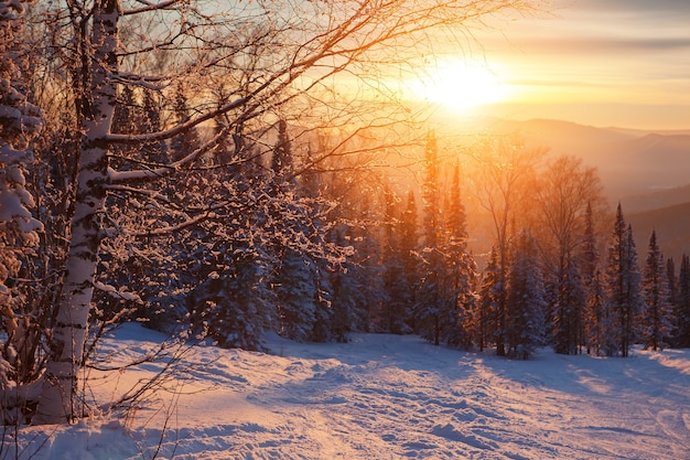 maestoso tramonto nella foresta invernale