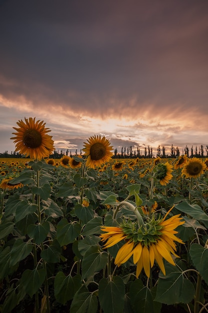 Maestoso tramonto sul campo di girasoli, paesaggio agricolo, vista di agricoltura