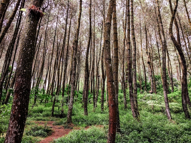 Magelang&#39;s Pines Forest