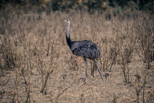 Maggiore Rhea con pulcini Rhea americana PantanalBrasile