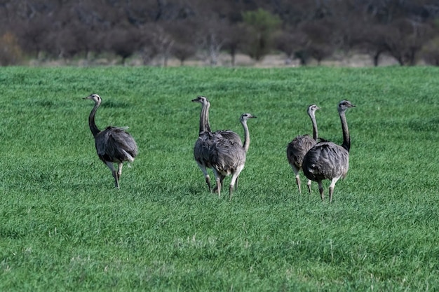 Maggiore Rhea Rhea americana nella Pampa ambiente di campagna La Pampa provincia Brasile