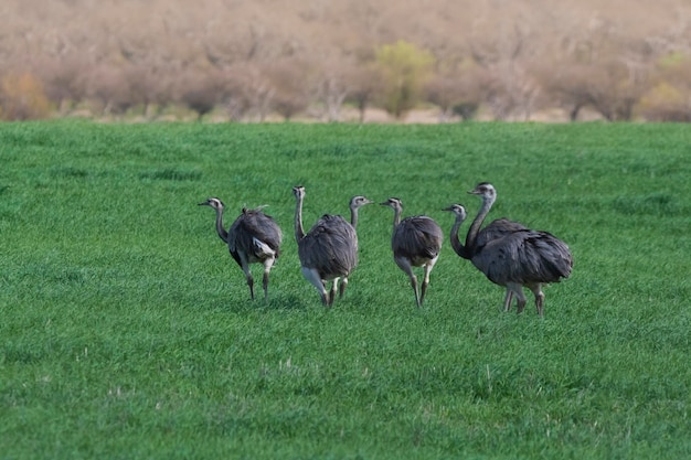 Maggiore Rhea Rhea americana nella Pampa ambiente di campagna La Pampa provincia Brasile