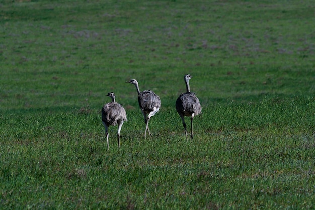 Maggiore Rhea Rhea americana nella Pampa ambiente di campagna La Pampa provincia Brasile