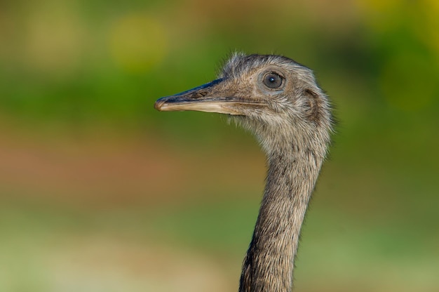 Maggiore Rhea, Rhea americana, provincia di La Pampa, Patagonia, Argentina