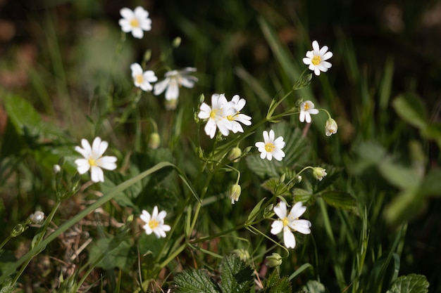 Maggiore Stitchwort (Stellaria holostea) cresce in una siepe vicino a East Grinstead