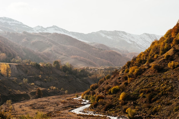 Magia incantevole natura, montagne e colline sono ricoperte di alberi e piante