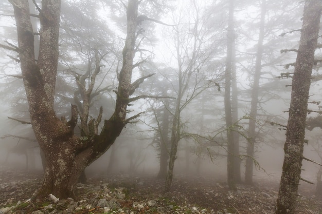 Magica foresta nebbiosa