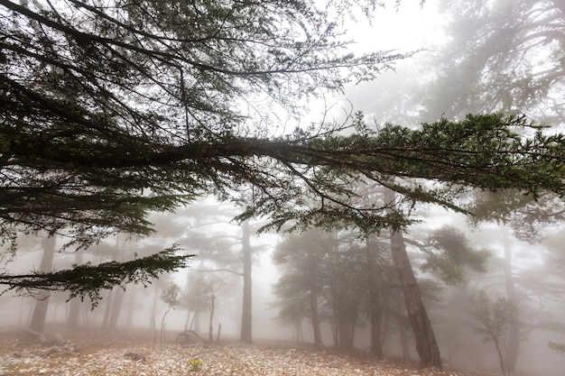 Magica foresta nebbiosa