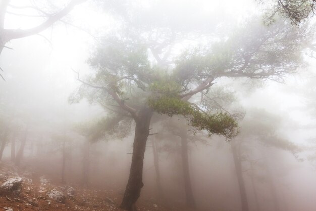 Magica foresta nebbiosa