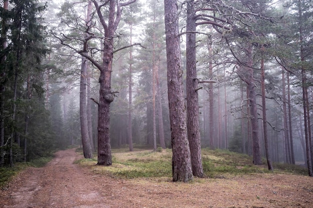 Magica pineta e la strada nella nebbia mattutina