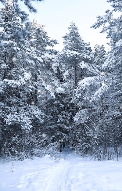 Magica pineta nella stagione invernale in tempesta di neve