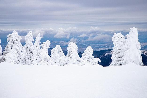 Magico paesaggio invernale ghiacciato con abeti innevati