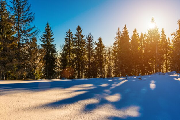 Magico panorama invernale della foresta di conifere