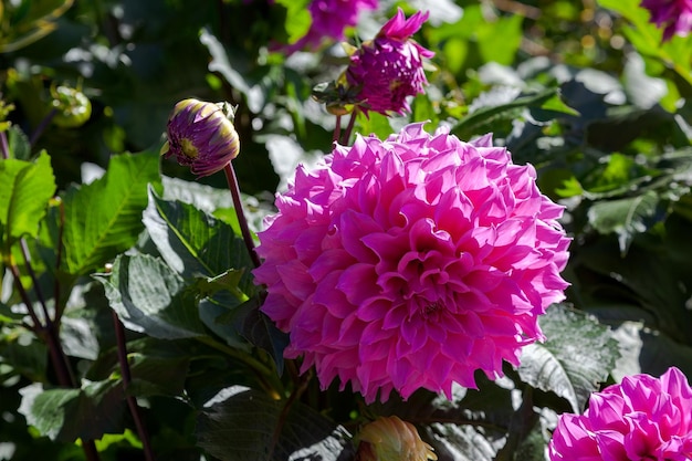 Magnifica Dahlia rosa in mostra in Nuova Zelanda