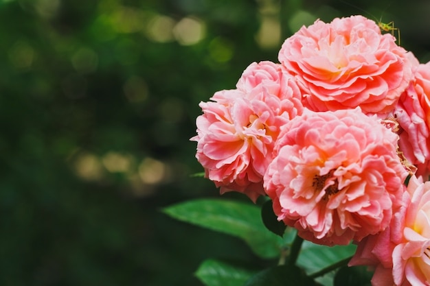 Magnifica rosa tea ibrida rosa bella romantica che fiorisce in estate sfondo rosa