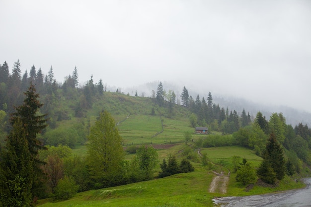 Magnifica vista dell'ambiente estivo con una casa in legno circondata dalla foresta