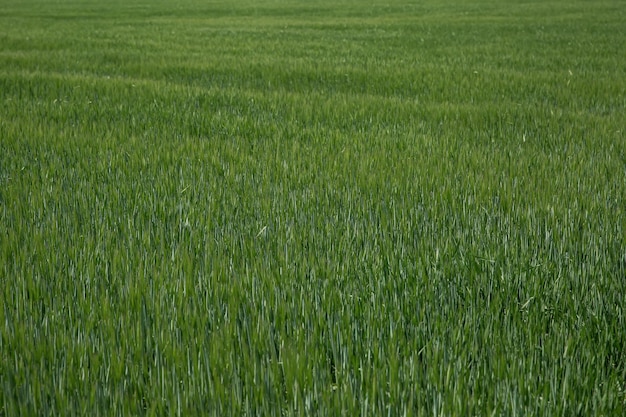 Magnifiche spighe d'orzo d'élite nel campo Pubblicità di fertilizzanti per agricoltori e aziende agricole