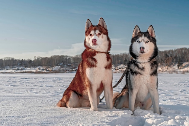 Magnifici cani husky siberiani Bellissimo ritratto di cani husky su un paesaggio invernale soleggiato