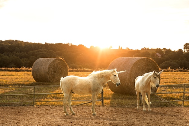 Magnifici unicorni in natura