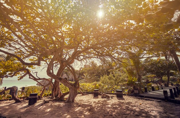 Magnifico albero mostra le sue fitte ramificazioni che coprono il sole al tramonto. Paesaggio naturale della costa della riviera Maya in Messico, precisamente a Tulum.