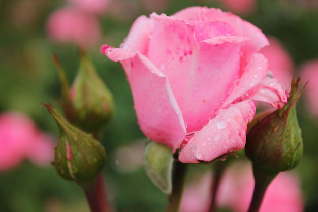 Magnifico bocciolo di rosa circondato dalle sue sorelle minori