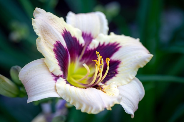 Magnifico daylily Sabin Bauer su sfondo naturale Fiori perenni di giardinaggio