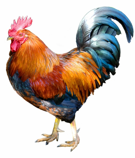 Magnifico gallo