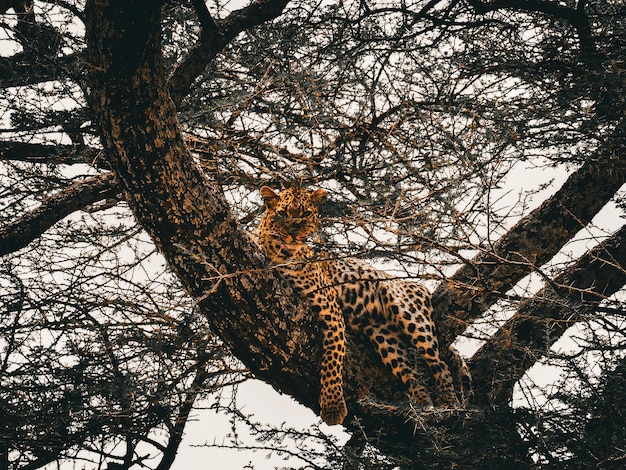 Magnifico leopardo appoggiato su un albero che guarda l'obiettivo