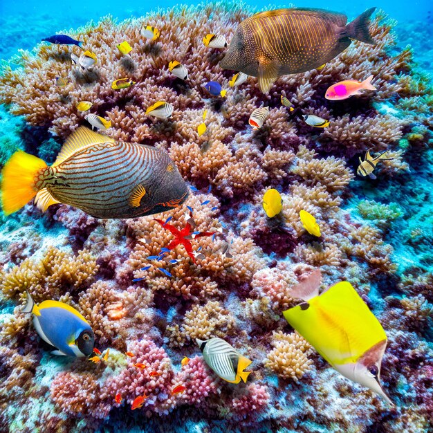 Magnifico mondo sottomarino dell'oceano tropicale